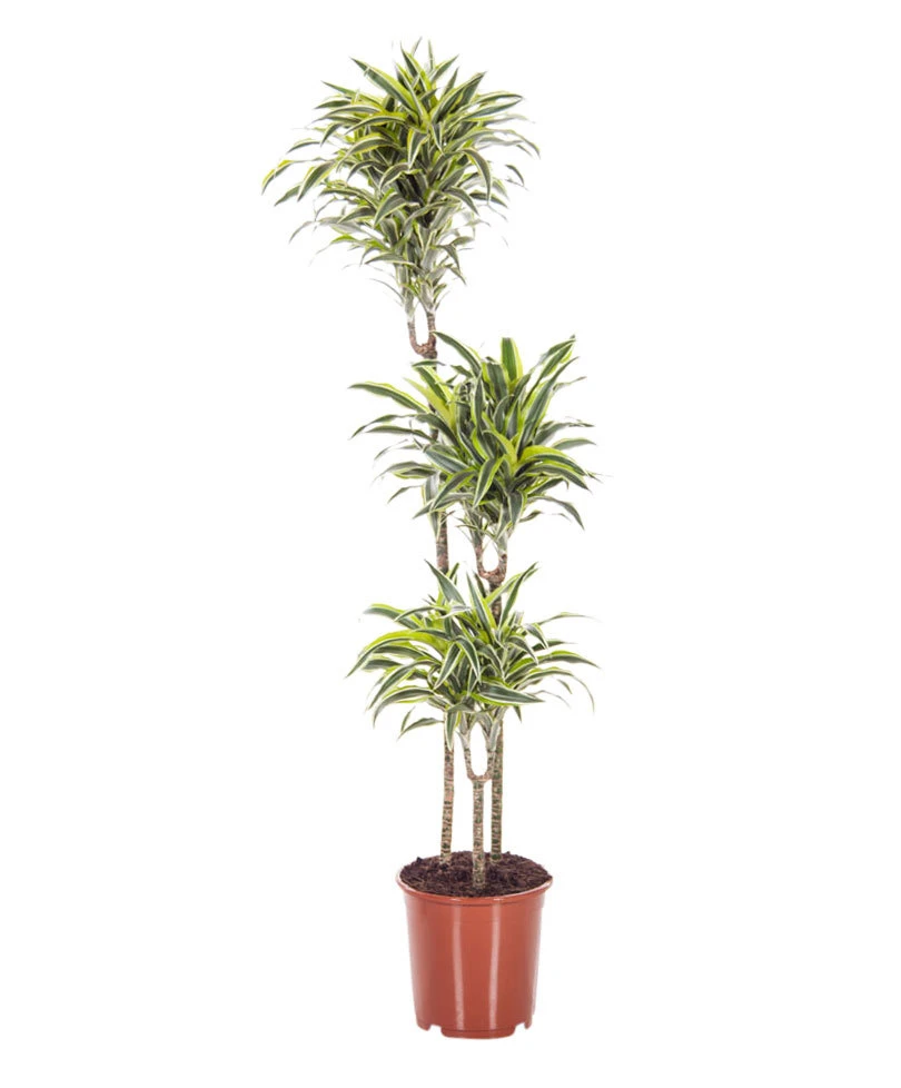 XL 3 In 1 Dracaena White Stripe 3 XL 3 In 1 Dracaena White Stripe
