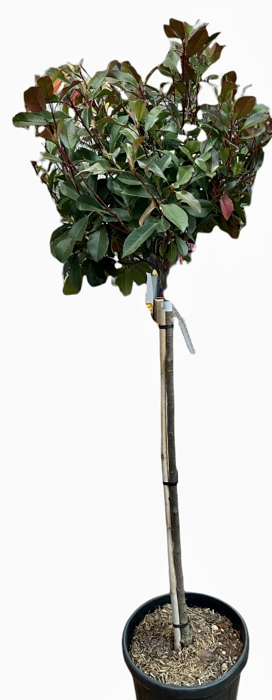 2m Photinia Red Robin Lollipop 3 2m Photinia Red Robin Lollipop