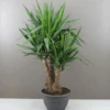 XL Yucca Branched Shrub -Outdoor Garden Care XL