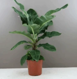 Large Banana Tree - Musa Dwarf Cavendish