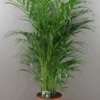 Butterfly Indoor Palm Tree - 140cm Areca Lutescens