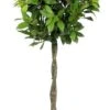 Laurus Nobilis Standard Bay Tree - 1 Tree Shaped With Plaited Stem - Height 100cm ( 3ft+) -Outdoor Garden Care bay