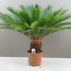 Cycas Palm - Japanese Sago Large