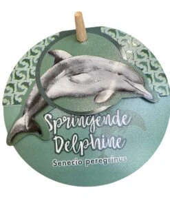 String Of Dolphins - Senecio Peregrinus -Outdoor Garden Care dolphin 3