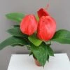Flamingo Flower - Anthurium Scherzianum ‘Lindsey’