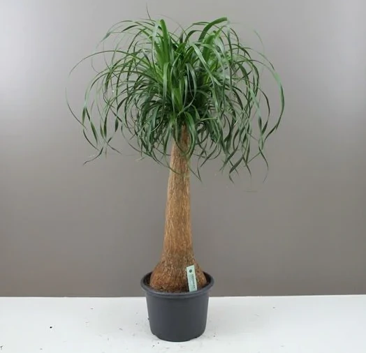 Giant Ponytail Palm- Elegant Easy Care Plant 3 Giant Ponytail Palm- Elegant Easy Care Plant