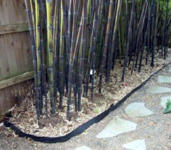 Front Page -Outdoor Garden Care install5 52250.1521176608