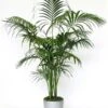 Exotic Kentia Indoor Palm - Howea Forsteriana- 95 -110cm