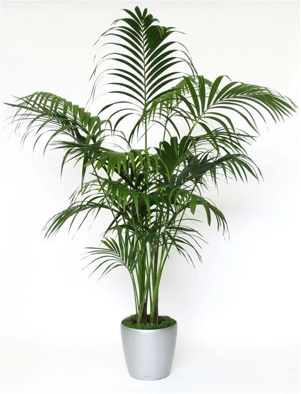 Exotic Kentia Indoor Palm - Howea Forsteriana- 95 -110cm 3 Exotic Kentia Indoor Palm - Howea Forsteriana- 95 -110cm