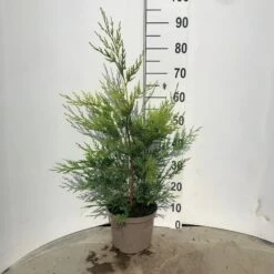 Cupressocyparis Gold C4 - Leylandii