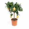 Beautiful Large Lemon Tree With Many Lemons On It. Ideal Gift.