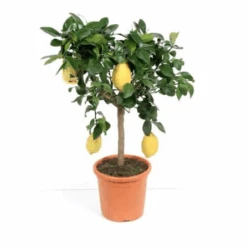 Beautiful Large Lemon Tree With Many Lemons On It. Ideal Gift.