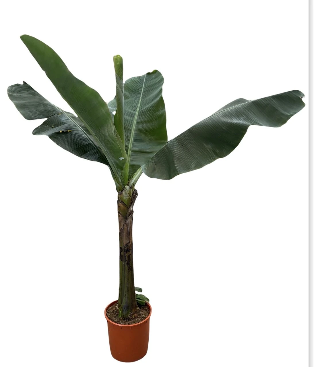 Large Japanese Banana Tree - Musa Basjoo 3 Large Japanese Banana Tree - Musa Basjoo