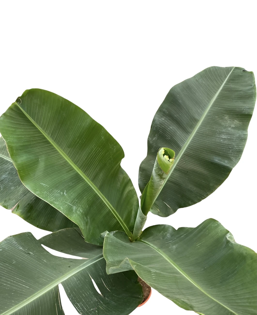 Large Japanese Banana Tree - Musa Basjoo 4 Large Japanese Banana Tree - Musa Basjoo - Image 2