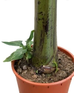 Large Japanese Banana Tree - Musa Basjoo 8 Large Japanese Banana Tree - Musa Basjoo -Outdoor Garden Care musa 3