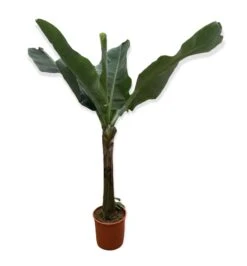 Large Japanese Banana Tree - Musa Basjoo 9 Large Japanese Banana Tree - Musa Basjoo -Outdoor Garden Care musa 4