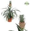 Pineapple Plant - Stops Snoring!