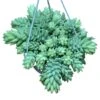 Burro’s Tail - Sedum Morganianum