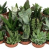 Mini Succulent Mix - Plug Plants