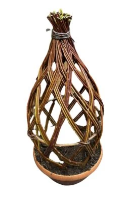 'Harlequin' Living Willow Bonsai Diamond