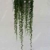 String Of Pearls - Hanging Basket